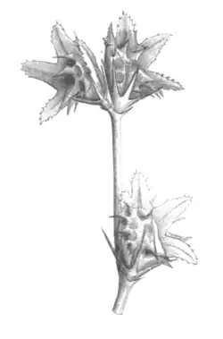 Drawing of fruiting O. caput-galli