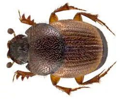 Onthophagus centricornis male