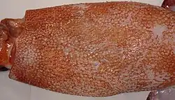 Closeup of the dermal warts from the same O. robsoni specimen