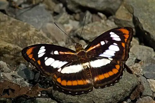 Dorsal view