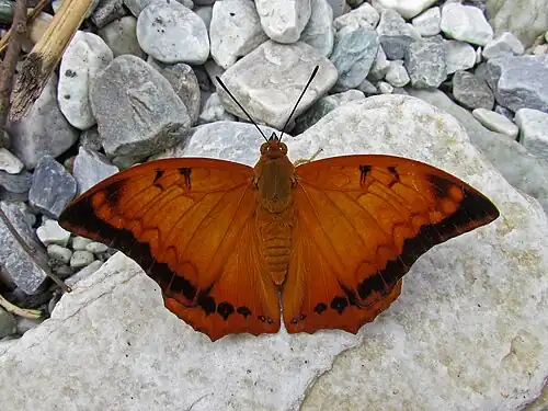 Dorsal view