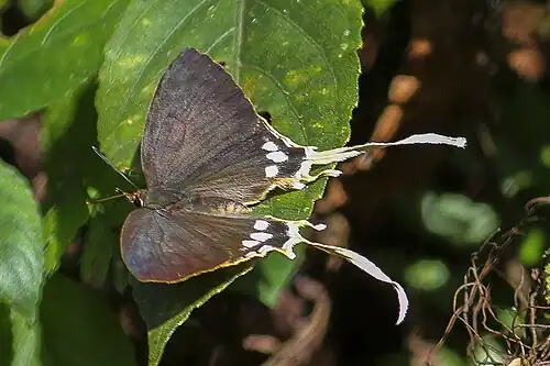 Dorsal view