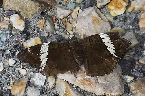 Dorsal view (female)