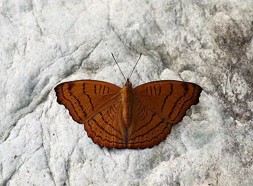 Dorsal view
