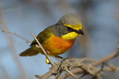 Orange-breasted bushshrike