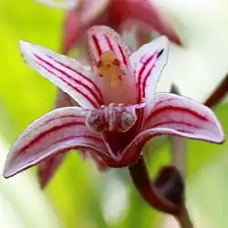 A close up shot of a flower with red lines and light pink overall colour