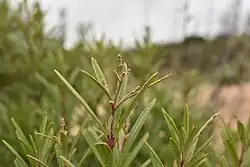 A nascent inflorescence with leaves