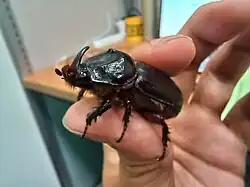 Oryctes rhinoceros male