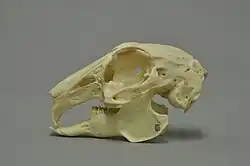 European rabbit skull in profile view