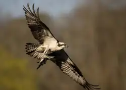 American osprey with American gizzard shad