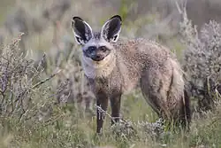 A bat-eared fox standing among grasses