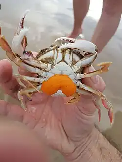 Ventral view of Ovalipes australiensis which is being held in somebody's hand on the beach. The crab is covered in a thick mass of tiny, orange eggs on its abdomen near its posterior.