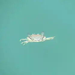 Rear view of Ovalipes catharus swimming with its rear, paddle-shaped legs raised and its walking legs spread out laterally. Set against a teal, watery background with no visible seabed.