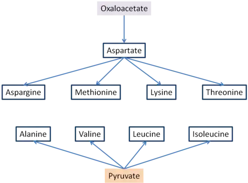 Oxaloacetate and pyruvate aminoacid synthesis