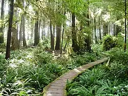 Boardwalk through temperate rainforest with sun shining through trees
