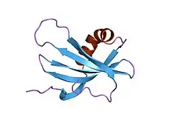 1dvc: SOLUTION NMR STRUCTURE OF HUMAN STEFIN A AT PH 5.5 AND 308K, NMR, MINIMIZED AVERAGE STRUCTURE