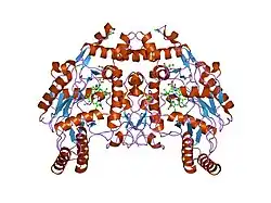 1ed4: BOVINE ENDOTHELIAL NITRIC OXIDE SYNTHASE HEME DOMAIN COMPLEXED WITH IPITU (H4B FREE)