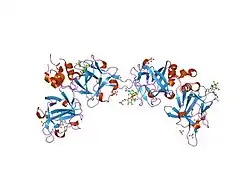 1g82: STRUCTURE OF FIBROBLAST GROWTH FACTOR 9