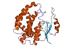1hna: CRYSTAL STRUCTURE OF HUMAN CLASS MU GLUTATHIONE TRANSFERASE GSTM2-2: EFFECTS OF LATTICE PACKING ON CONFORMATIONAL HETEROGENEITY