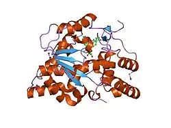 1j99: CRYSTAL STRUCTURE OF HUMAN DEHYDROEPIANDROSTERONE SULFOTRANSFERASE IN COMPLEX WITH SUBSTRATE