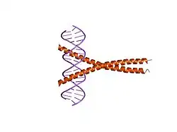 1jnm: Crystal Structure of the Jun/CRE Complex