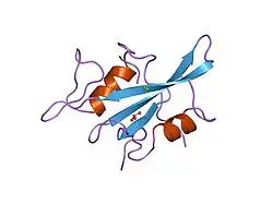 1lkl: HUMAN P56-LCK TYROSINE KINASE SH2 DOMAIN IN COMPLEX WITH THE PHOSPHOTYROSYL PEPTIDE AC-PTYR-GLU-GLU-GLY (PYEEG PEPTIDE)