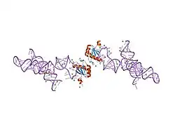 1m5o: Transition State Stabilization by a Catalytic RNA
