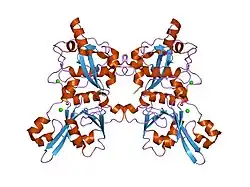 1mdw: Crystal Structure of Calcium-Bound Protease Core of Calpain II Reveals the Basis for Intrinsic Inactivation