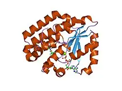 1p62: Structure of human dCK complexed with gemcitabine and ADP-MG
