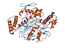 1qwc: Rat neuronal nitric oxide synthase oxygenase domain in complex with W1400 inhibitor.