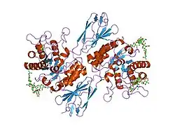 1r46: Structure of human alpha-galactosidase