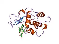1re2: HUMAN LYSOZYME LABELLED WITH TWO 2',3'-EPOXYPROPYL BETA-GLYCOSIDE OF N-ACETYLLACTOSAMINE