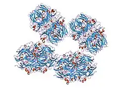 1t60: Crystal structure of Type IV collagen NC1 domain from bovine lens capsule