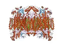 1v55: Bovine heart cytochrome c oxidase at the fully reduced state
