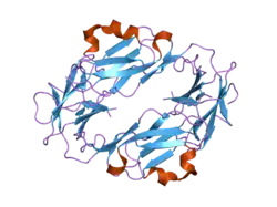 1vdg: Crystal structure of LIR1.01, one of the alleles of LIR1