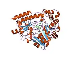 1w7m: CRYSTAL STRUCTURE OF HUMAN KYNURENINE AMINOTRANSFERASE I IN COMPLEX WITH L-PHE