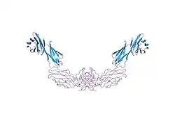 1wio: STRUCTURE OF T-CELL SURFACE GLYCOPROTEIN CD4, TETRAGONAL CRYSTAL FORM