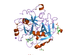 1ypl: X-ray crystal structure of thrombin inhibited by synthetic cyanopeptide analogue RA-1008