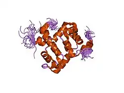 1z00: Solution structure of the C-terminal domain of ERCC1 complexed with the C-terminal domain of XPF