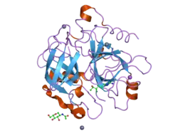 1z8j: Crystal structure of the thrombin mutant G193P bound to PPACK