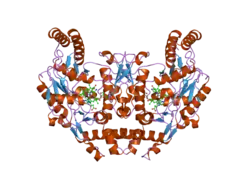 1zzu: Rat nNOS D597N/M336V double mutant with L-N(omega)-Nitroarginine-2,4-L-Diaminobutyric Amide Bound