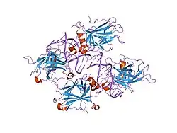 2ahi: Structural Basis of DNA Recognition by p53 Tetramers (complex III)