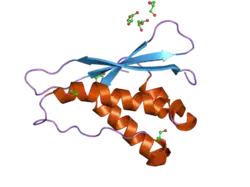 2ar5: Crystal structure of the mammalian C2alpha-PI3 Kinase PX-domain