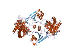 2cko: CRYSTAL STRUCTURE OF HUMAN CHOLINE KINASE ALPHA 2
