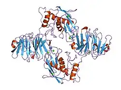 2clt: CRYSTAL STRUCTURE OF THE ACTIVE FORM (FULL-LENGTH) OF HUMAN FIBROBLAST COLLAGENASE.
