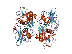 2f1g: Cathepsin S in complex with non-covalent 2-(Benzoxazol-2-ylamino)-acetamide