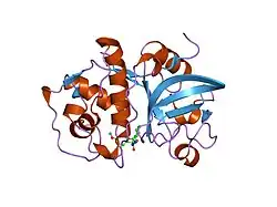 2f7d: A mutant rabbit cathepsin K with a nitrile inhibitor