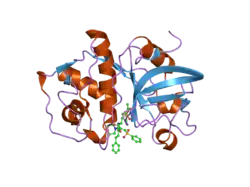 2fye: Mutant Human Cathepsin S with irreversible inhibitor CRA-14013