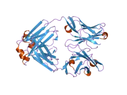 2h3n: Crystal structure of a surrogate light chain (LAMBDA5 and VpreB) homodimer