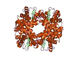 2hhe: OXYGEN AFFINITY MODULATION BY THE N-TERMINI OF THE BETA CHAINS IN HUMAN AND BOVINE HEMOGLOBIN